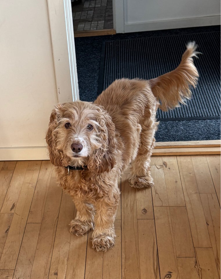 Cockerspaniel , hund, 8 år