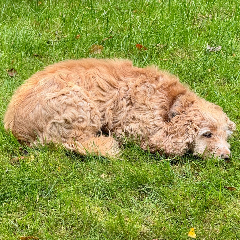 Cockerspaniel , hund, 8 år