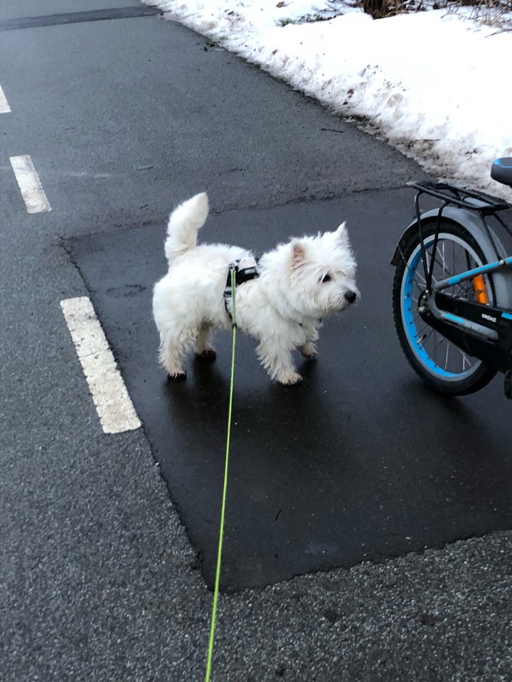 West Highland White Terrier 