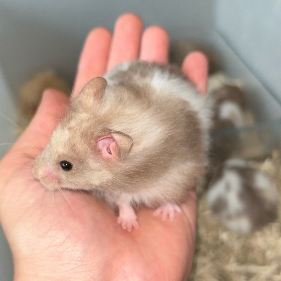 Hamster Guldhamster 0 år