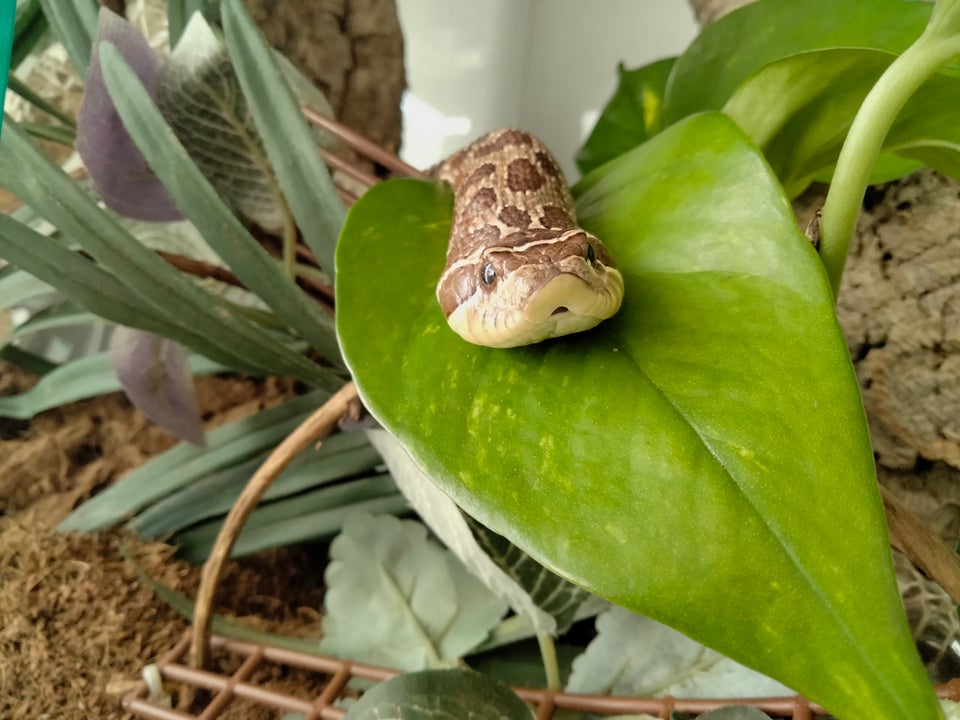 Slange Trynesnog heterodon