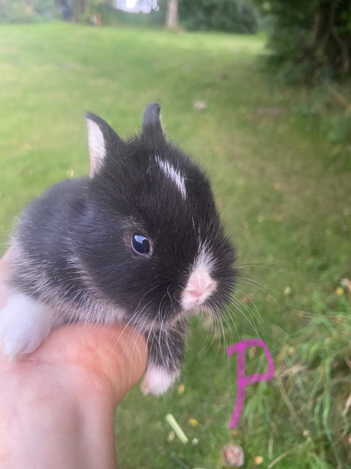 Kanin Hermelin 0 år