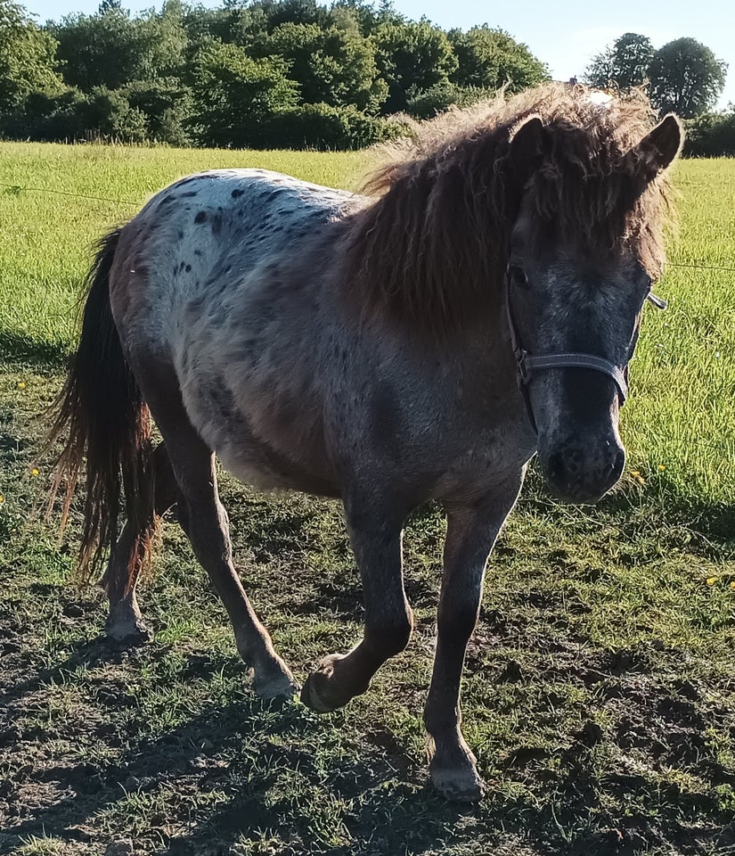 Knabstrupper hingst 1 år