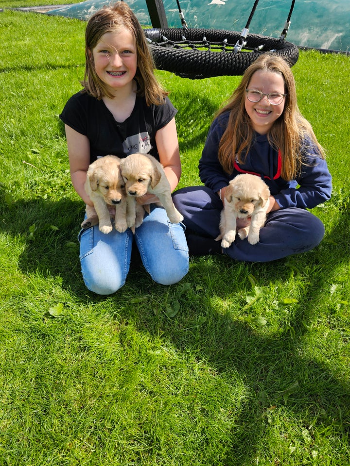 Golden Retriever hvalpe