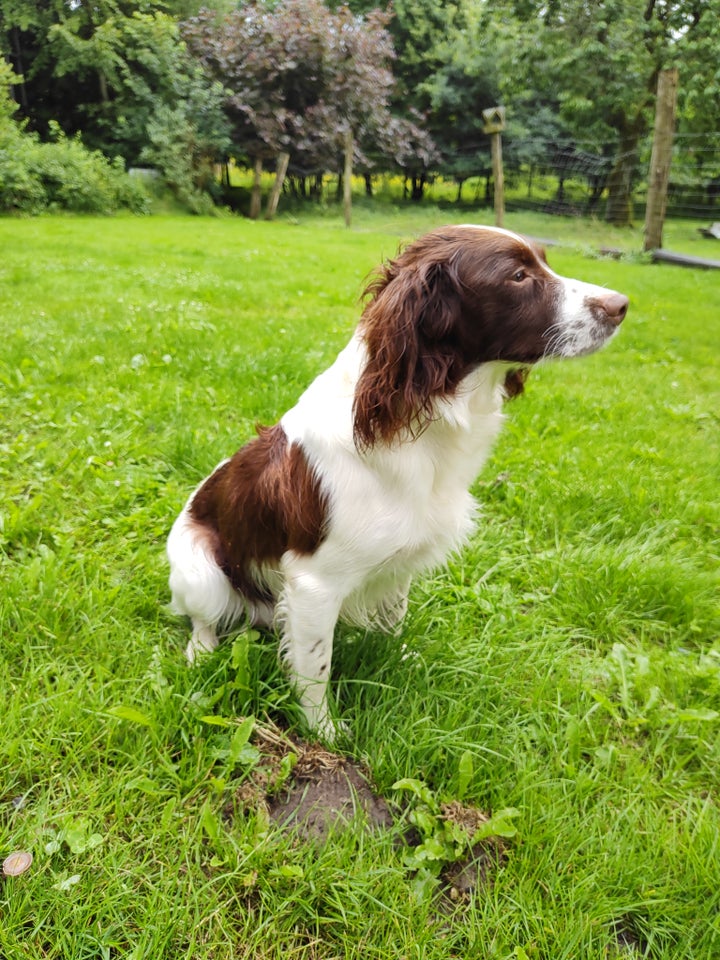 FT springer spaniel/ FT cocker