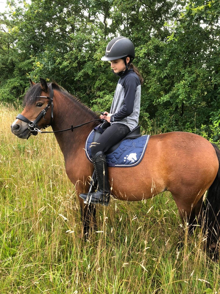 Dartmoor, hoppe, 4 år