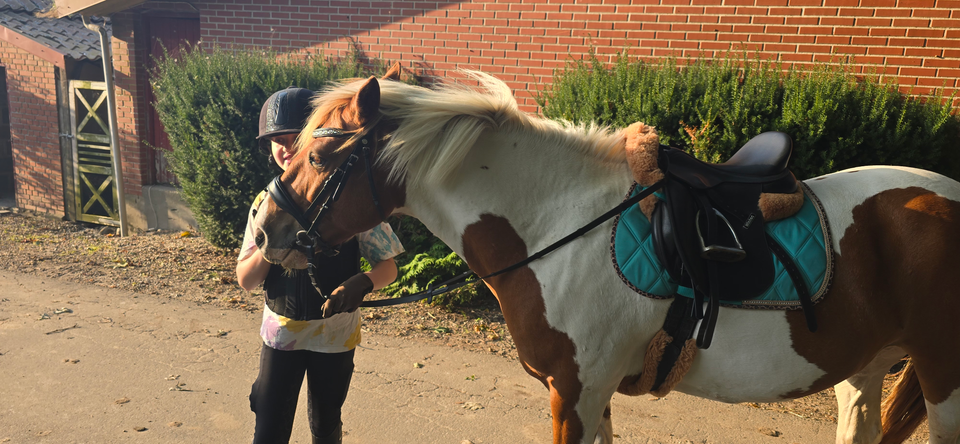 Blanding, vallak, 8 år