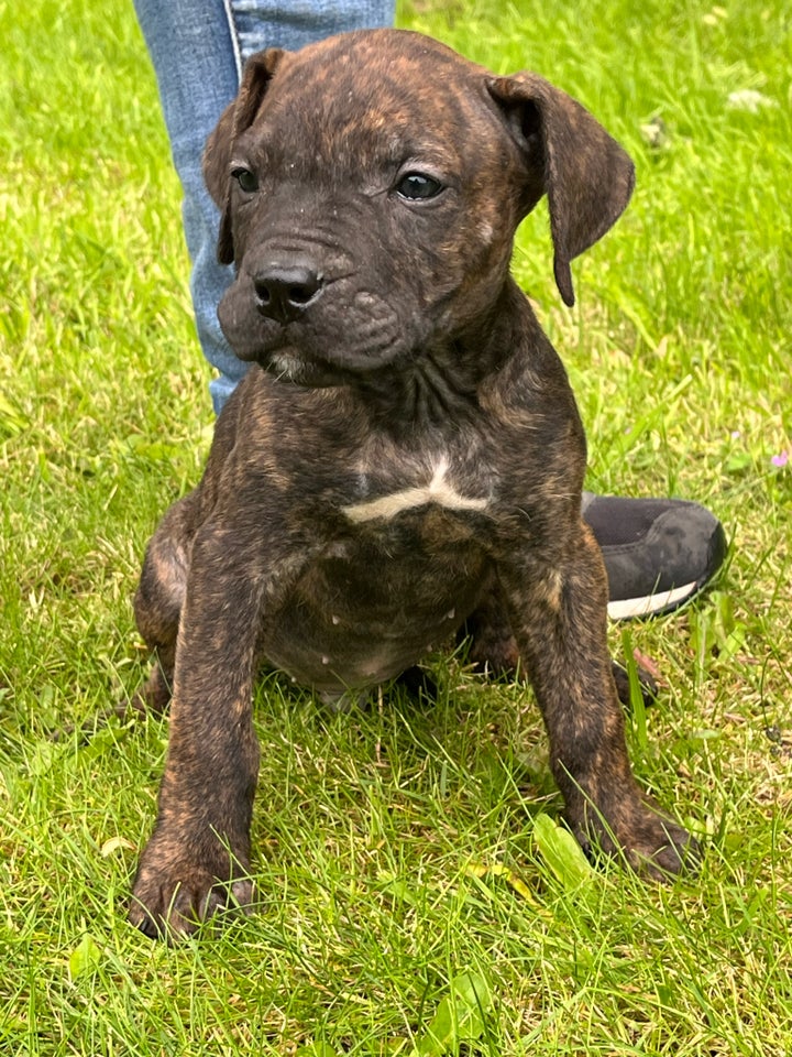 Dogo canario hvalpe 8 uger