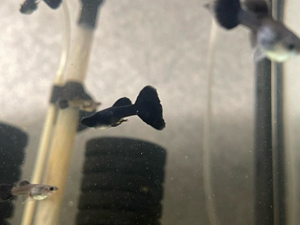 Full Black guppy 6 stk