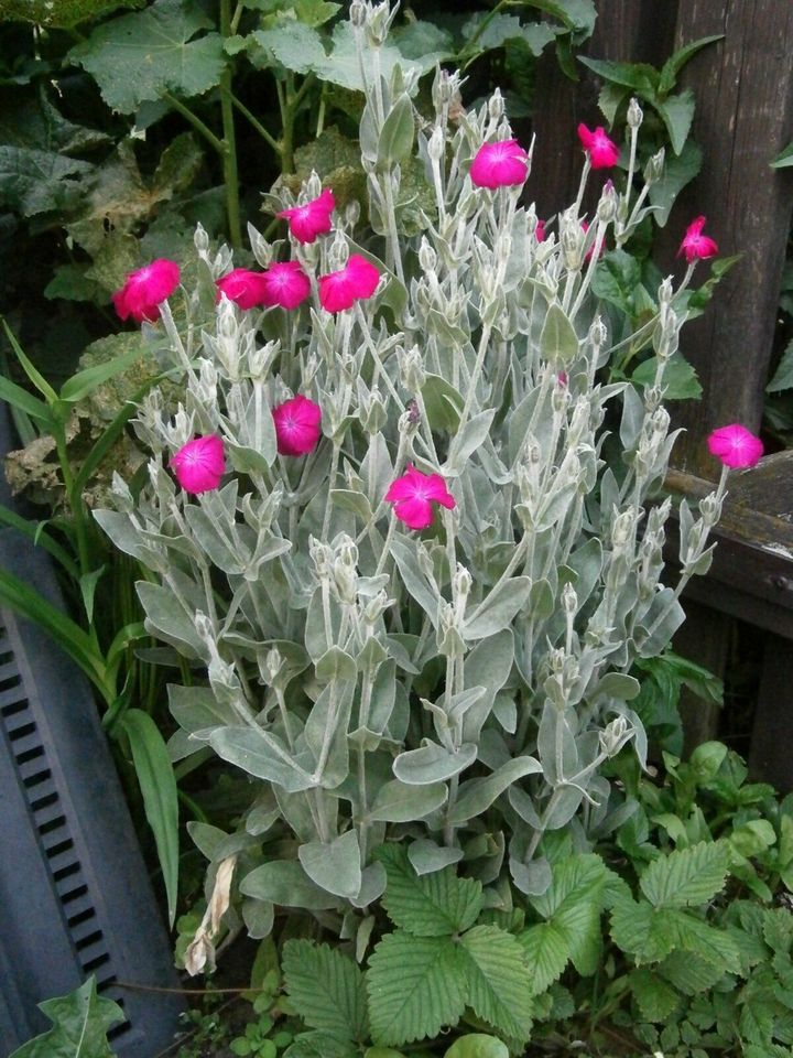 Stauder Lychnis chalcedonica