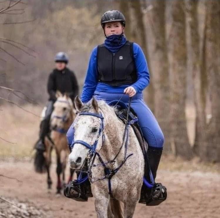 OX araber, vallak, 8 år