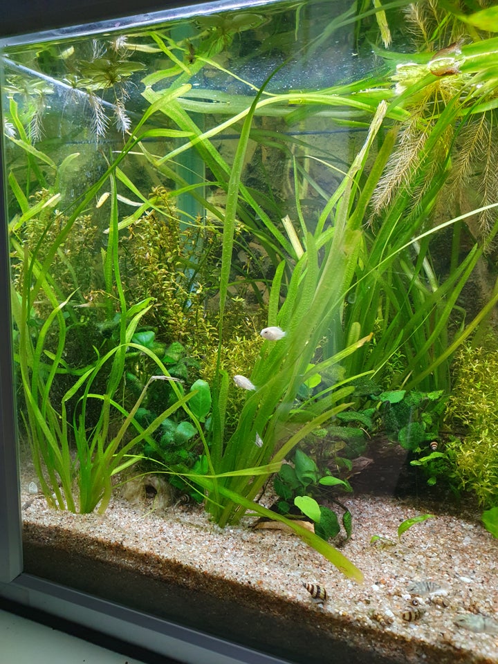 Akvarium, 90 liter