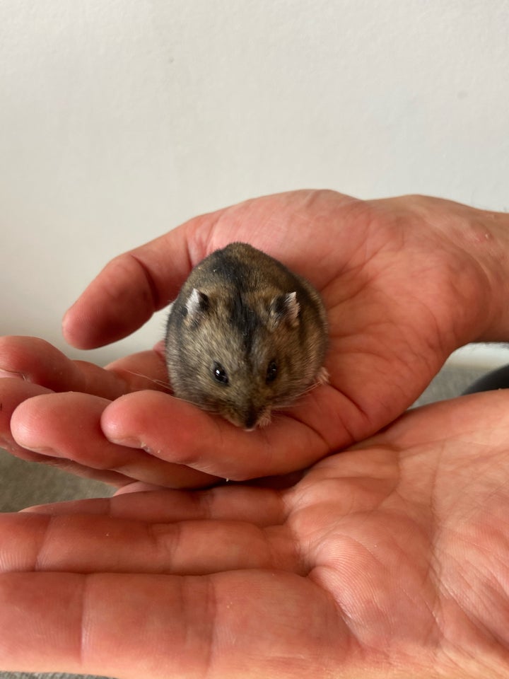 Dværghamster Agouti