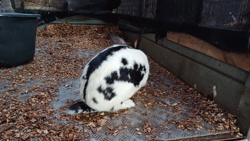 Kanin, Tyskkæmpe, 1 år