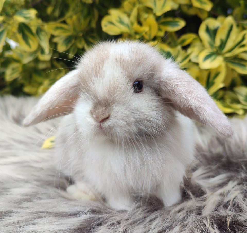 Kanin Minilop mini lop 0 år