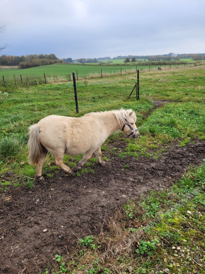 Shetlandspony, hoppe, 8 år