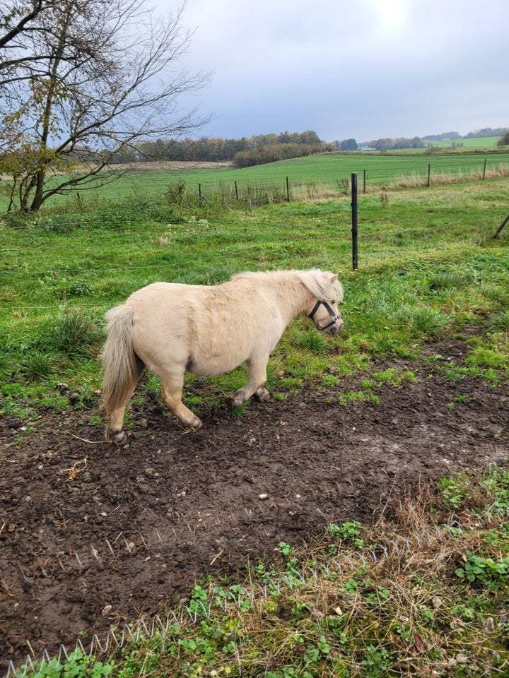 Shetlandspony, hoppe, 8 år