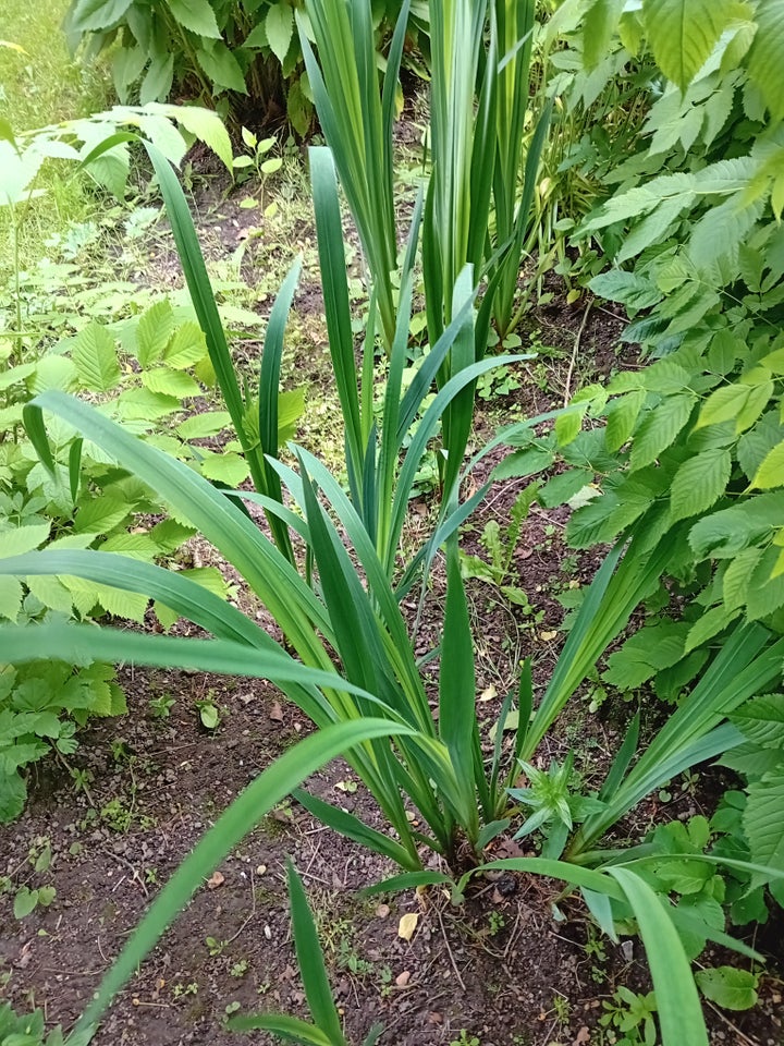 Staude Gul iris