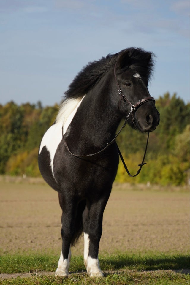 Islænder, vallak, 12 år