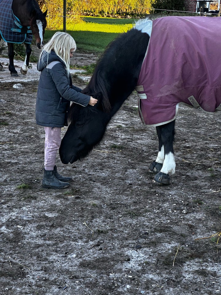 Islænder, vallak, 12 år