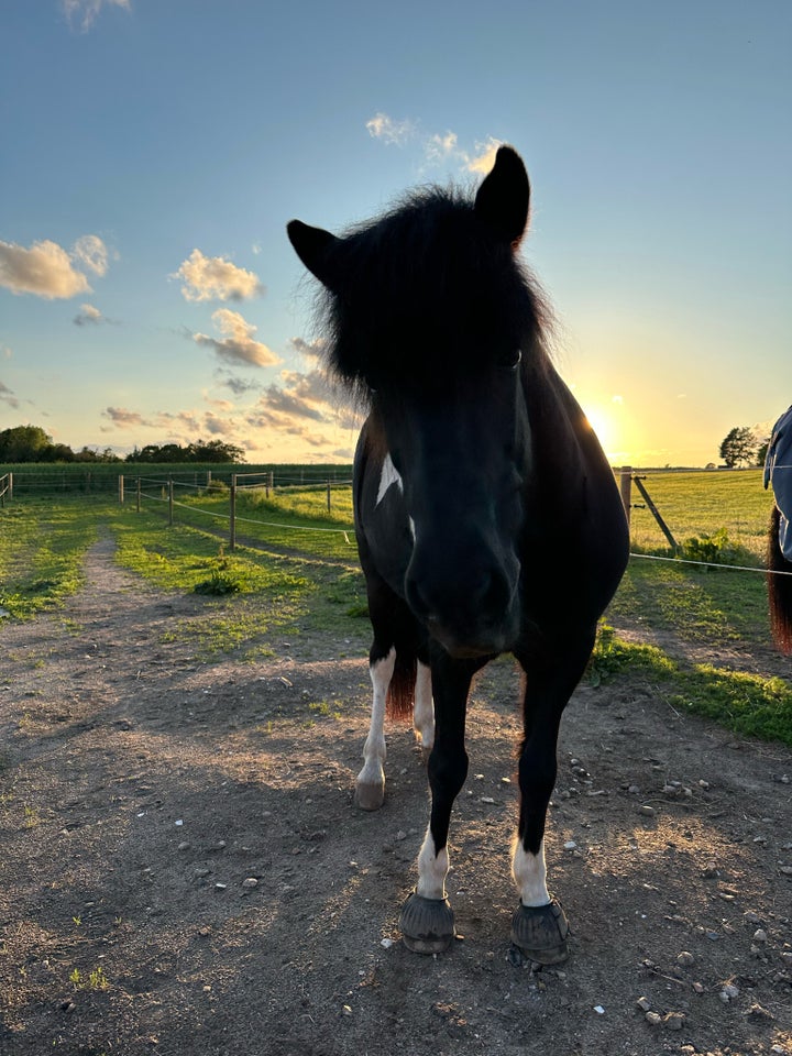 Islænder, vallak, 12 år