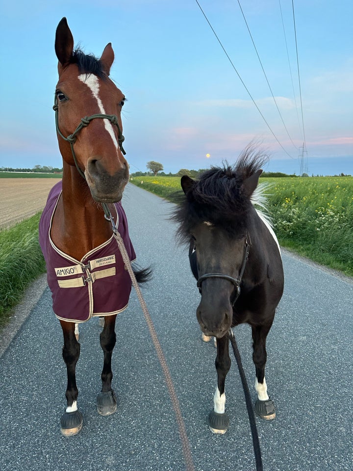 Islænder, vallak, 12 år