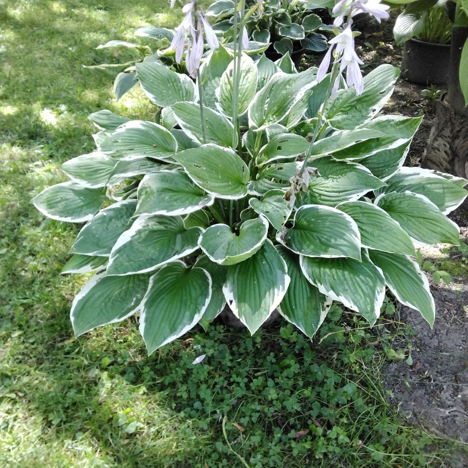 Stauder Hosta Funkia