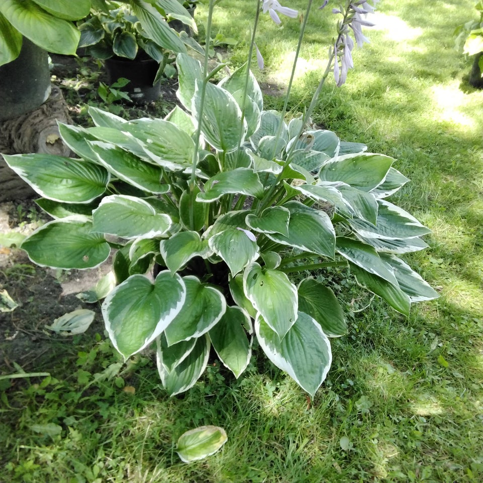 Stauder Hosta Funkia