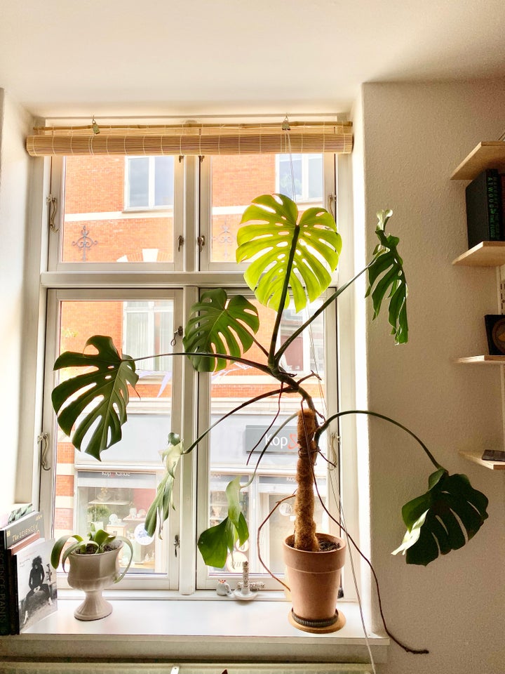 Plante  Monstera