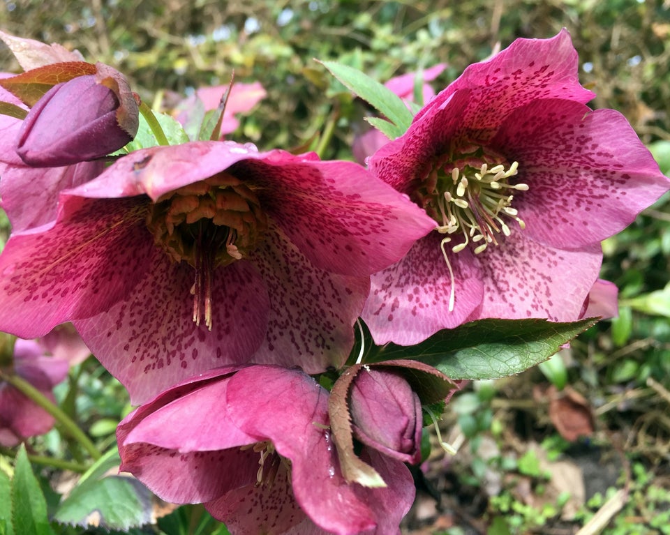 Stauder H Helleborus orientalis