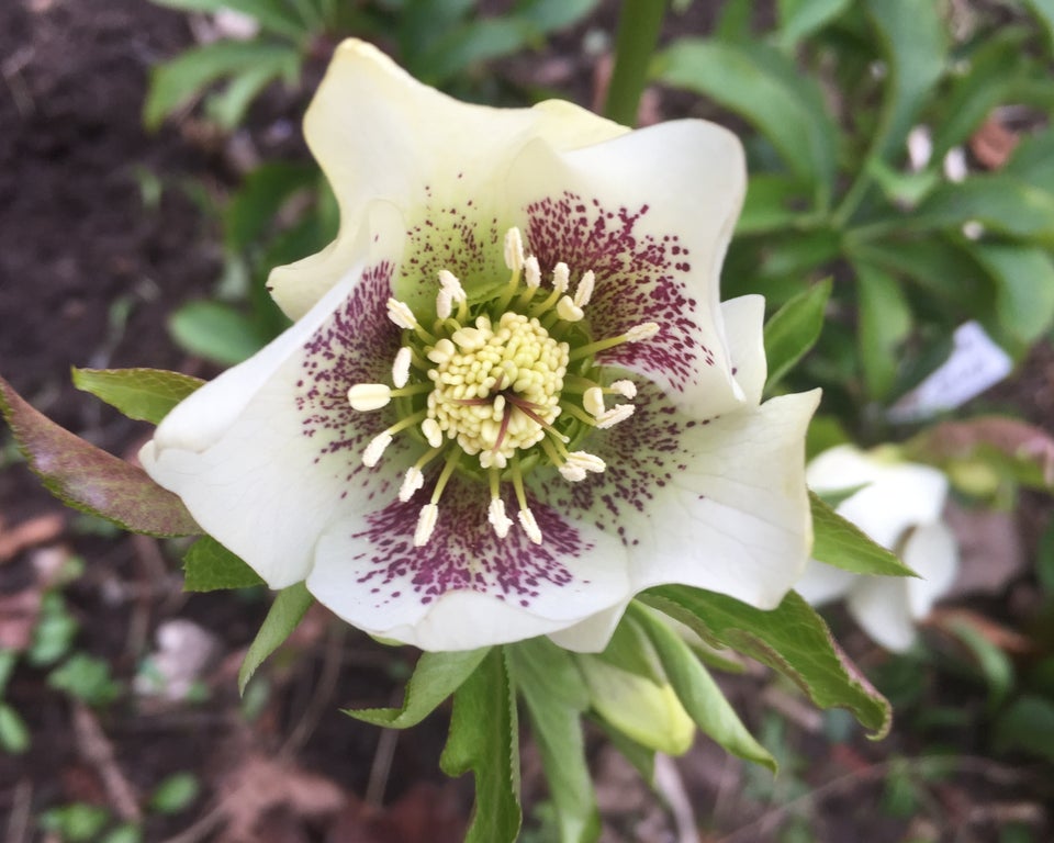 Stauder H Helleborus orientalis