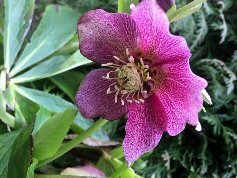 Stauder H Helleborus orientalis