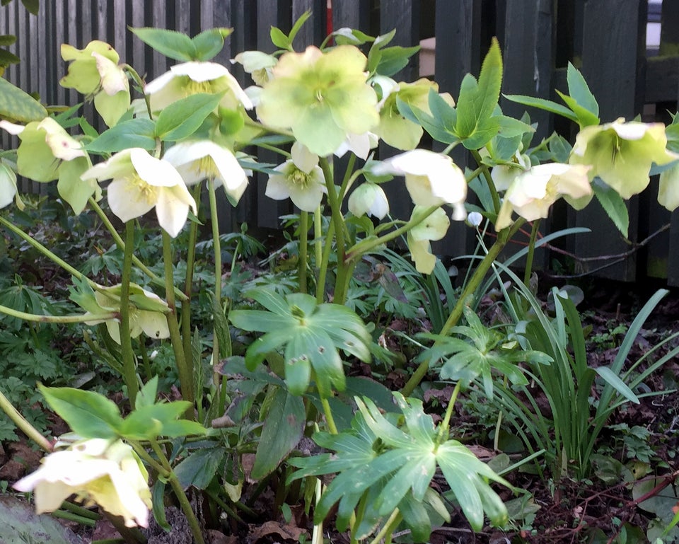 Stauder H Helleborus orientalis