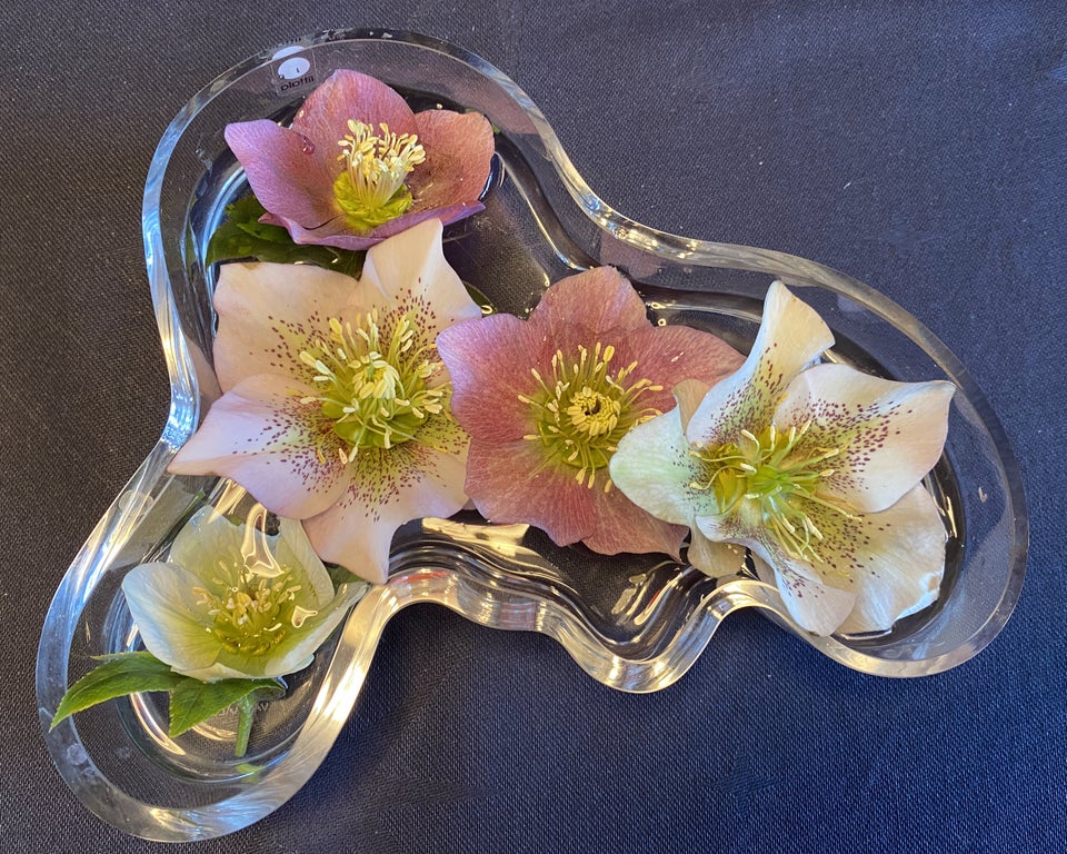 Stauder H Helleborus orientalis