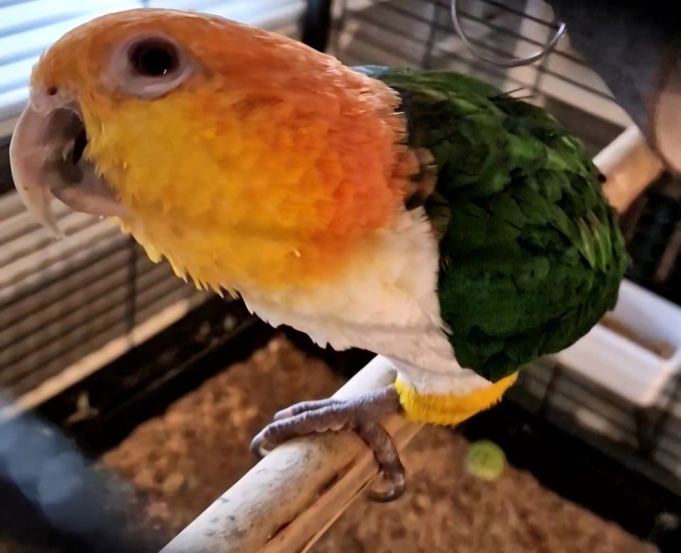 Papegøje, Caique papegøje, 1 år