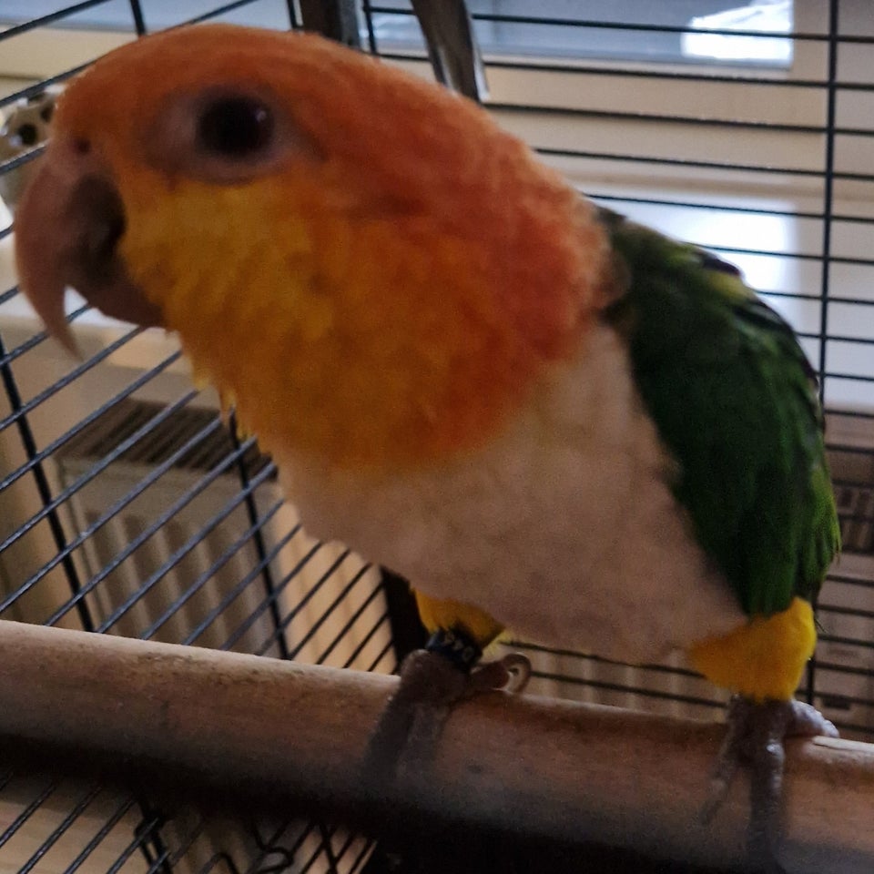 Papegøje, Caique papegøje, 1 år