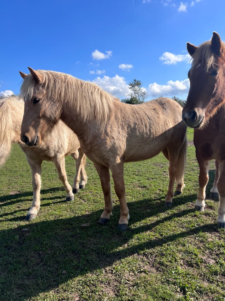 Islænder, vallak, 2 år