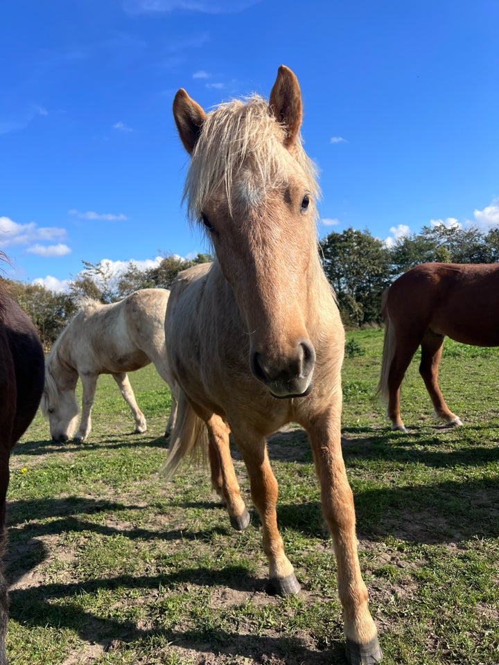 Islænder, vallak, 2 år