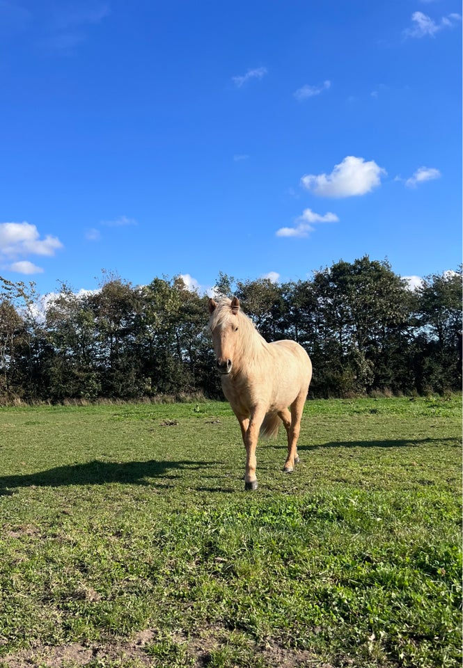 Islænder, vallak, 2 år