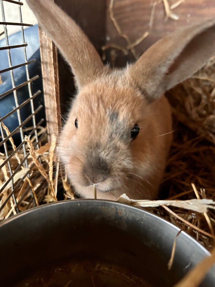 Kanin, Dvægvedder , 0 år