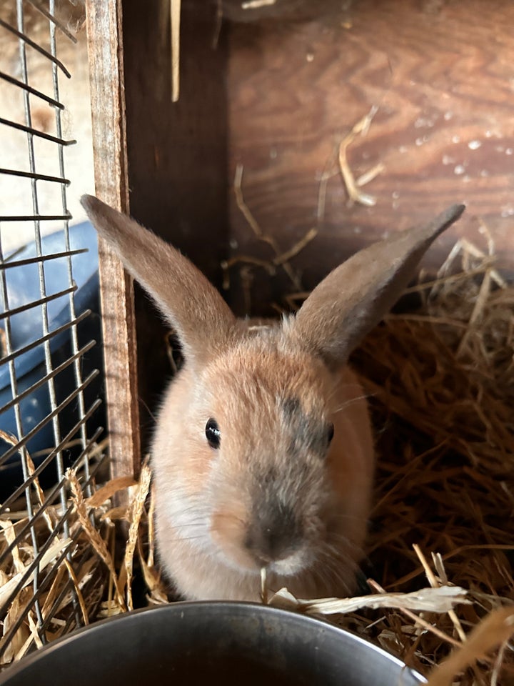 Kanin, Dvægvedder , 0 år