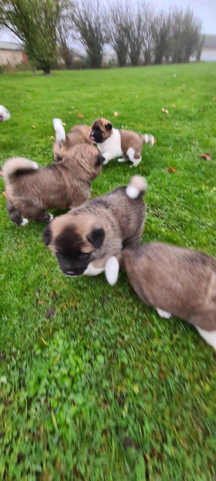 American Akita hundehvalpe