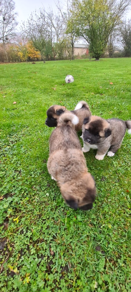 American Akita hundehvalpe