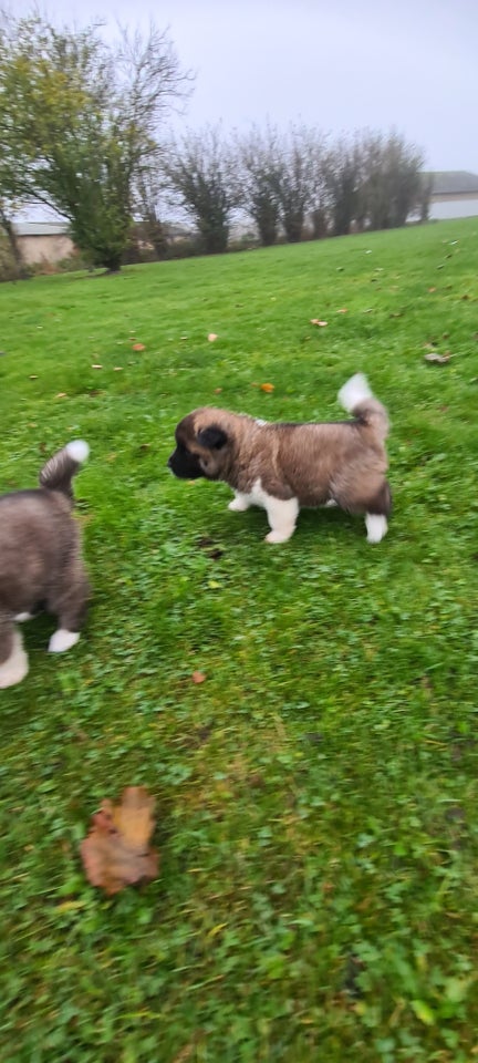 American Akita hundehvalpe