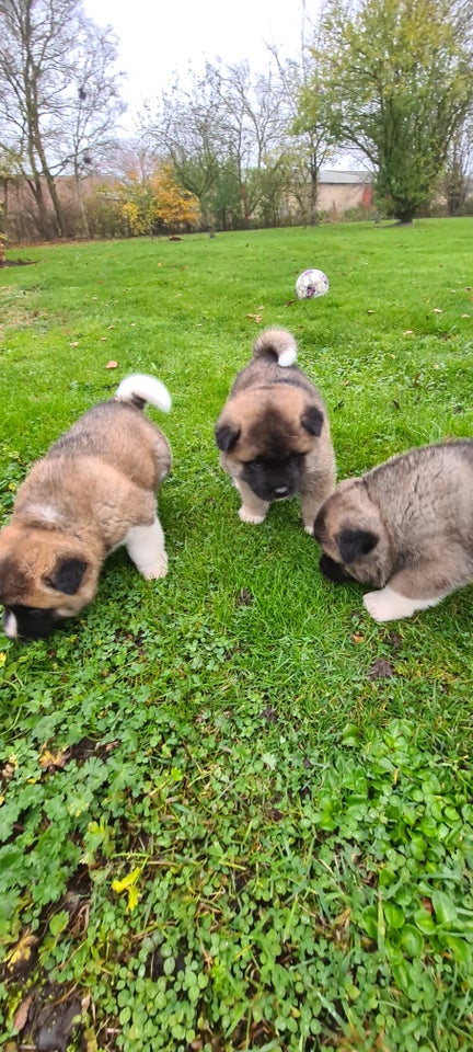 American Akita hundehvalpe