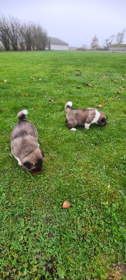 American Akita hundehvalpe