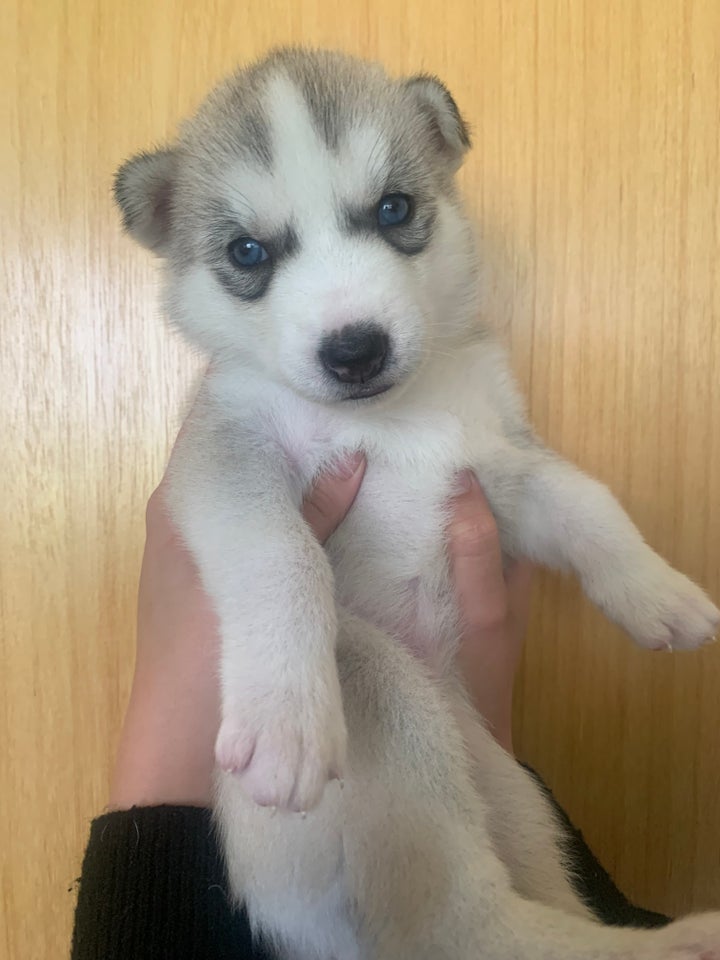 Siberian Husky hvalpe 4 uger