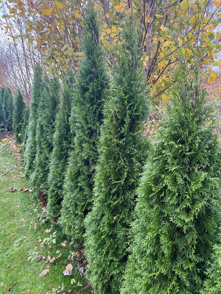 THUJA SMARAGD