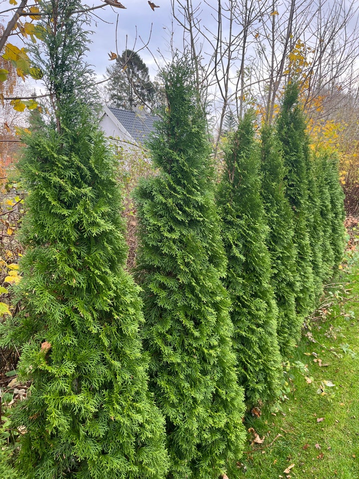 THUJA SMARAGD