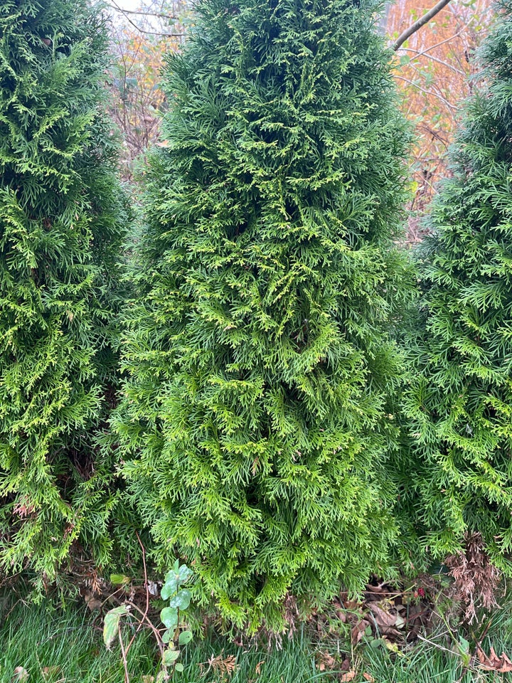 THUJA SMARAGD